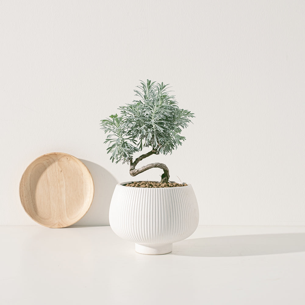 日本芙蓉| 小葉芙蓉| 海芙蓉| 吉祥風水植物| 陽光植物– 森林有塊田