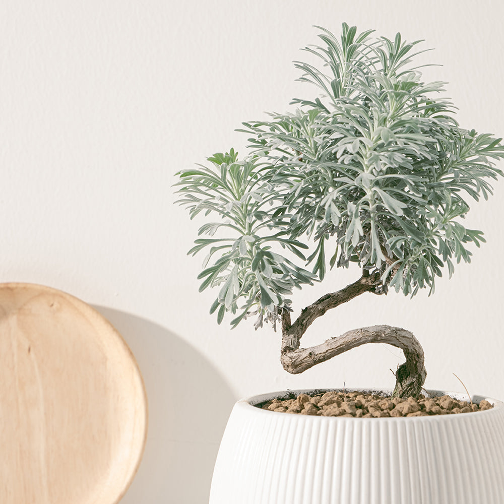 日本芙蓉盆栽 | 獨特造型與吉祥風水 | 森林有塊田