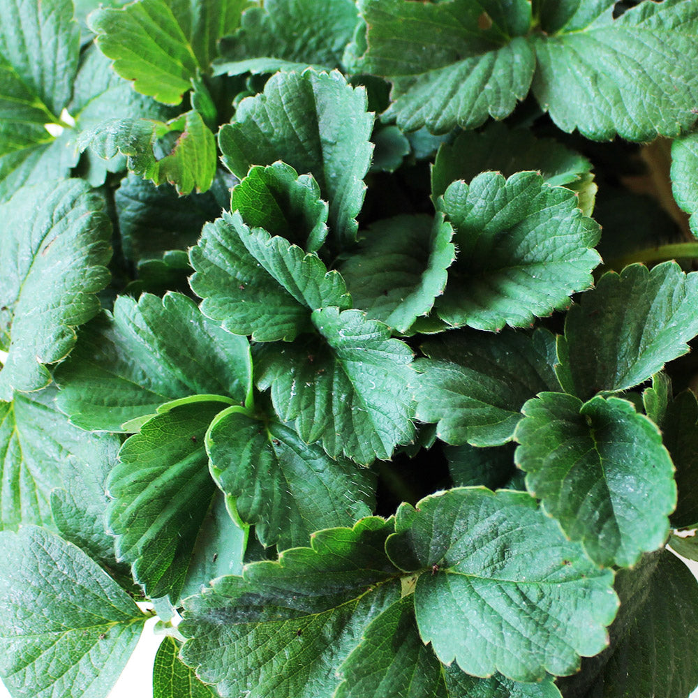 森林4號草莓 | 豐香草莓 | 大湖草莓|已開花|陽光植物