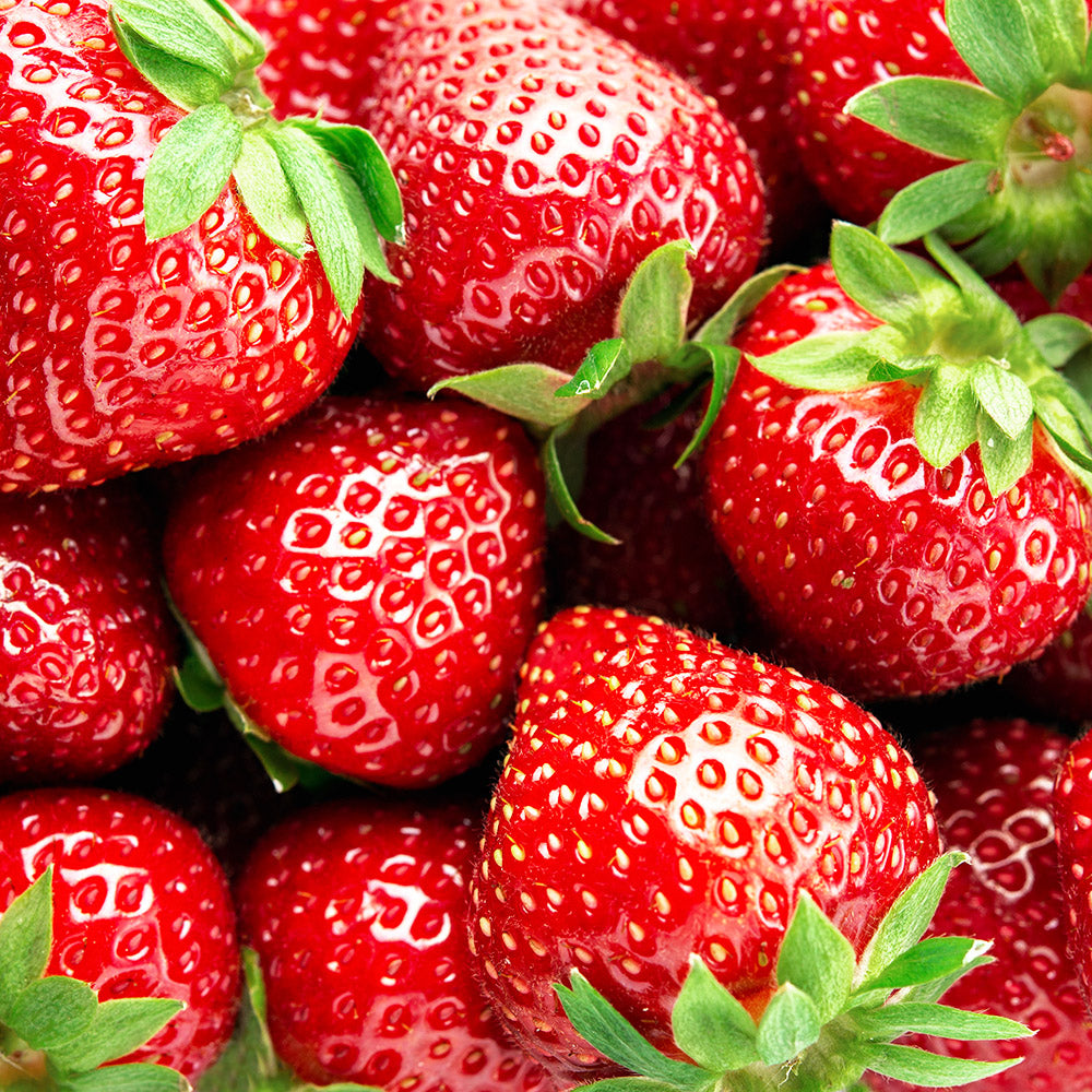 森林4號草莓 | 豐香草莓 | 大湖草莓|已開花|陽光植物