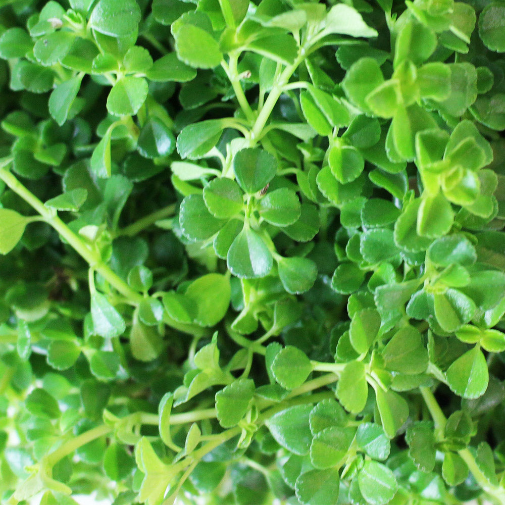 嬰兒淚|天使的眼淚|室內植物