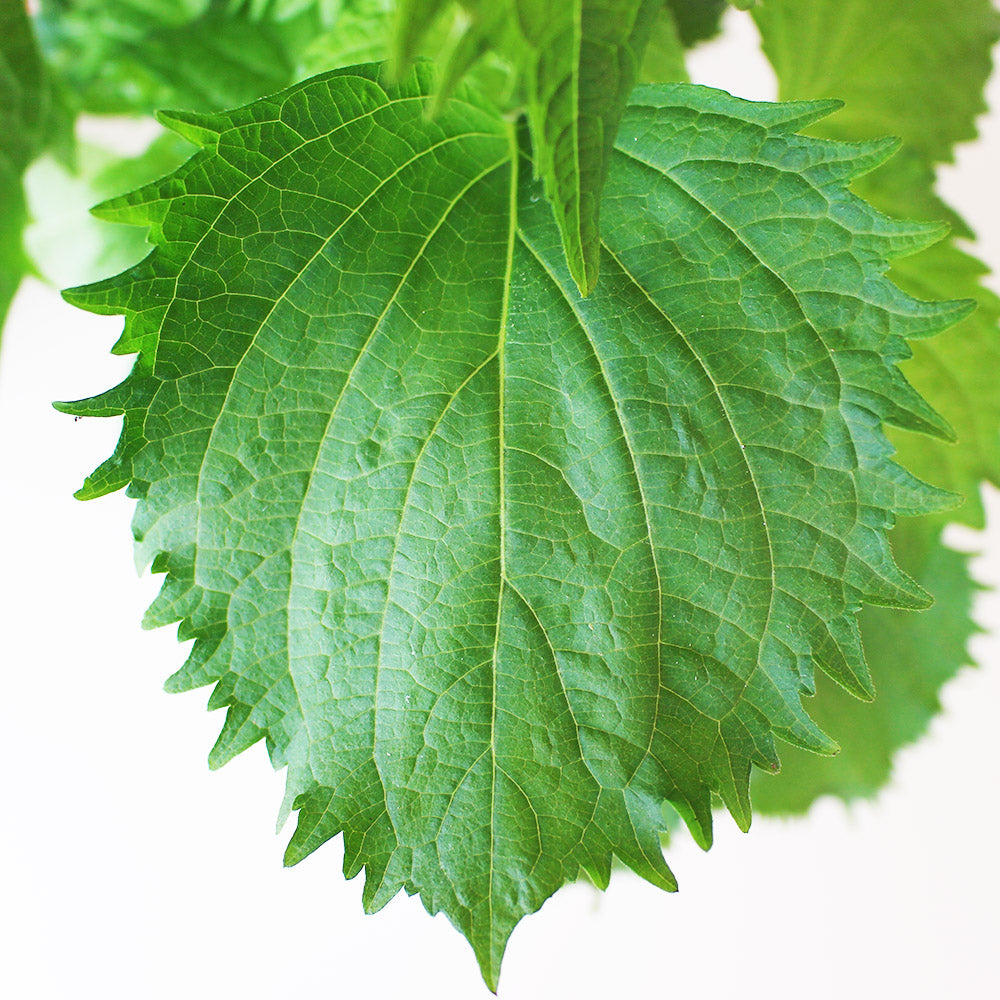 綠紫蘇|和生魚片、海膽絕配|包飯好吃 |陽光植物