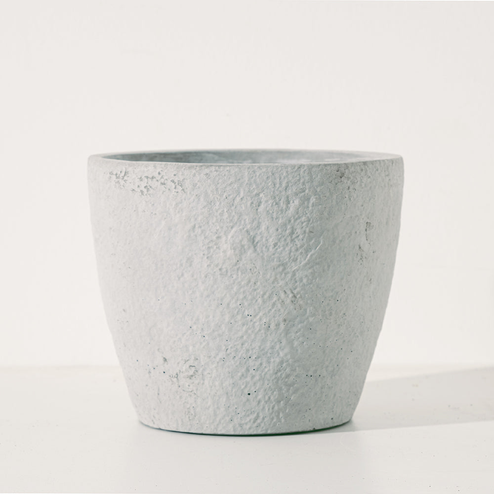 寶寶藍桉 | 寶貝藍桉 | 尤加利 | 陽光植物