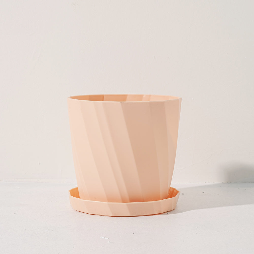 馬賽克秋海棠|室內植物