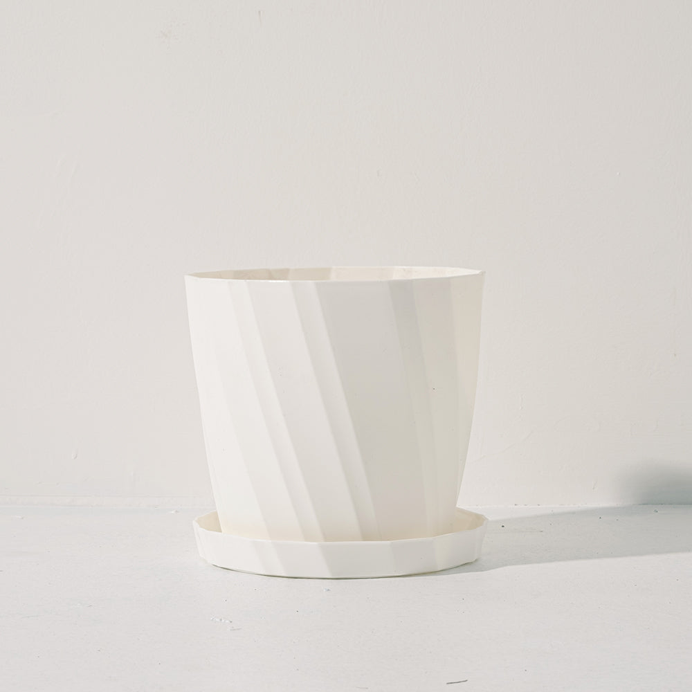 義大利羽衣甘藍 | 營養價值極高 | 陽光植物