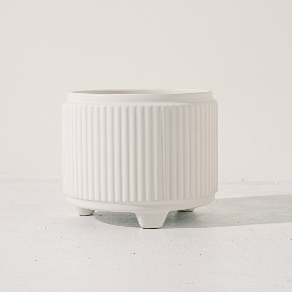 印度聖蘿勒 | 荼喜Tulsi | holy basil | 祭祀用的植物 | 陽光植物