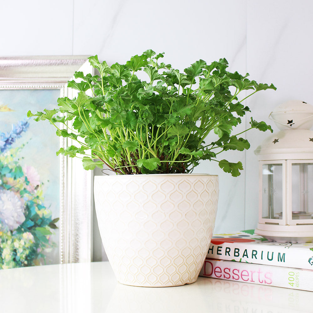 薰衣草天竺葵 | 容易開花 | 陽光植物