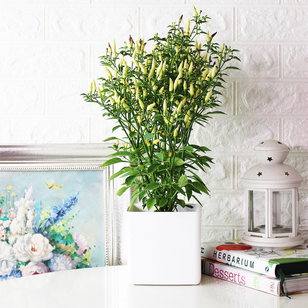 小槍辣椒 | 香氣很棒的辣椒 | 黃色、紅色的果實都可以食用 | 陽光植物