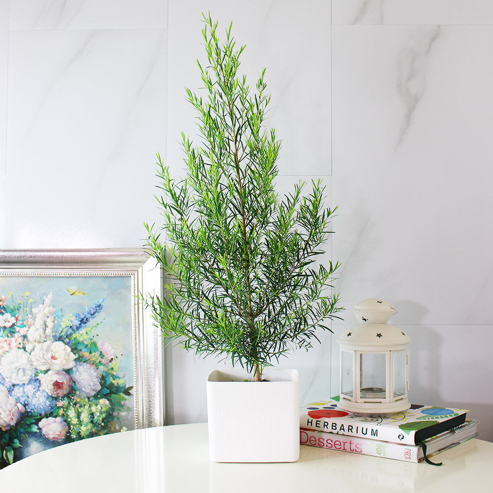 澳洲茶樹 | 天然沙威隆的味道 | 用手搓葉片就有香氣|陽光植物