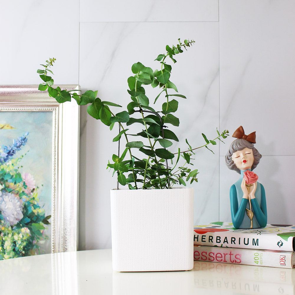 蘋果桉 | 尤加利的香氣 | 蘋果尤加利 | 陽光植物