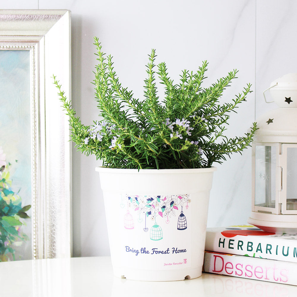 藍小孩迷迭香 | 最會開花的品種 | 葉片細小 | 適合蛋糕甜點裝飾 | 土耕 | 陽光植物