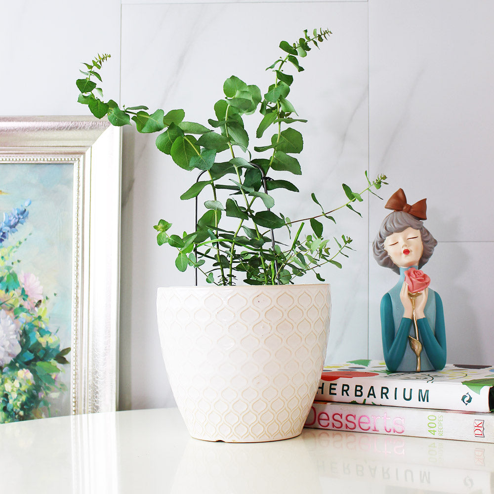 蘋果桉 | 尤加利的香氣 | 蘋果尤加利 | 陽光植物