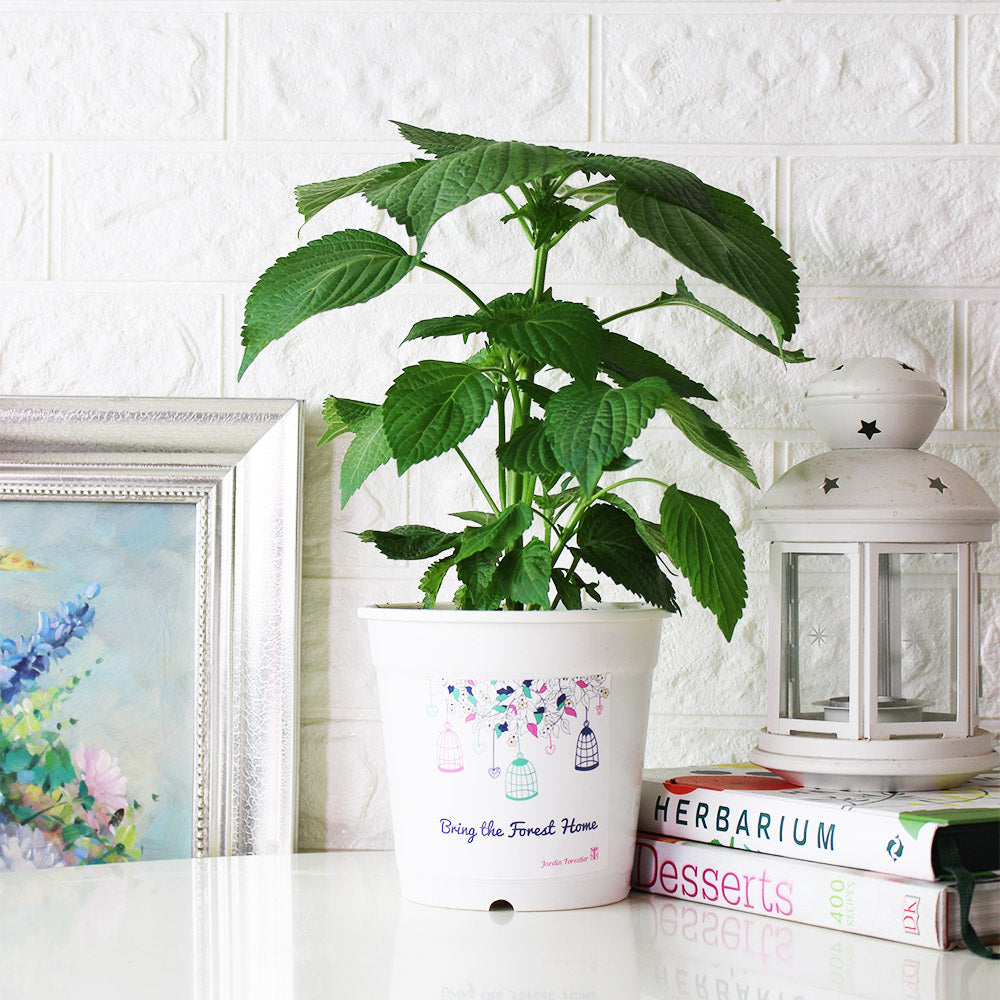 韓國芝麻葉|韓國紫蘇|韓國大葉紫蘇|陽光植物