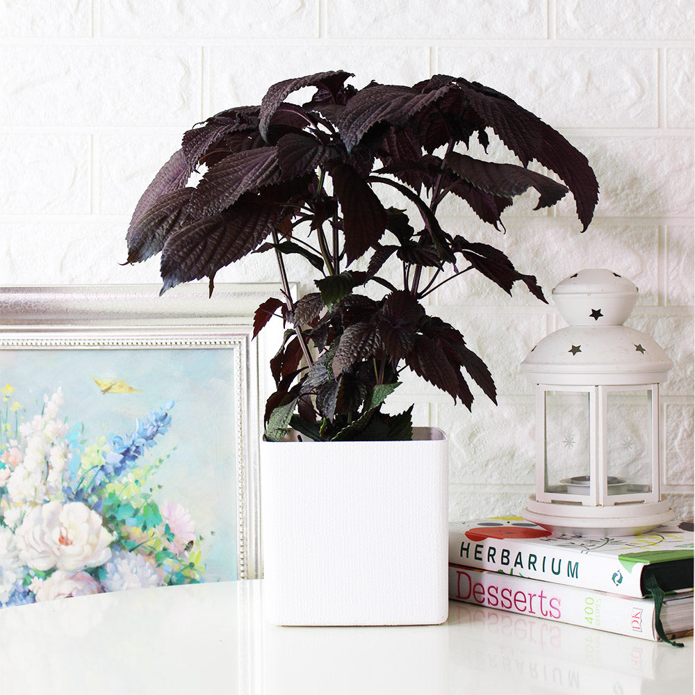 紫蘇 | 紫舒 | 耐強曬 | 陽光植物