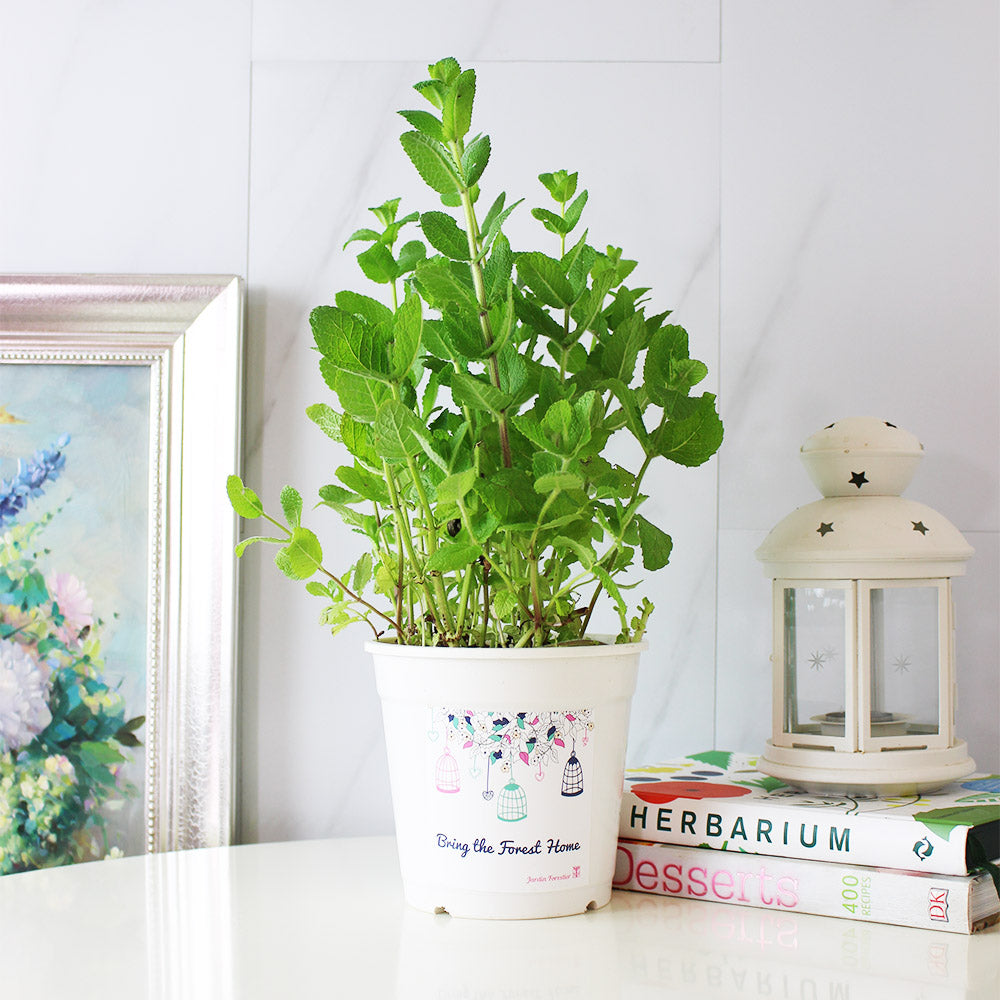 蘋果薄荷 | 青蘋果的香氣 | 泡茶 | 飲料 | 土耕 | 陽光植物