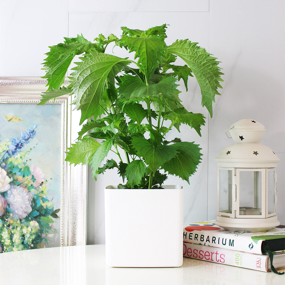 綠紫蘇|和生魚片、海膽絕配|包飯好吃 |陽光植物