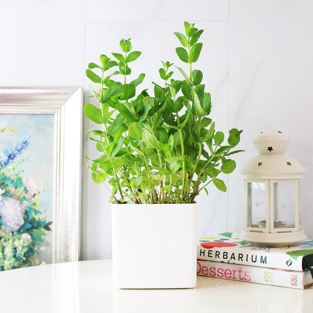 蘋果薄荷 | 青蘋果的香氣 | 泡茶 | 飲料 | 土耕 | 陽光植物