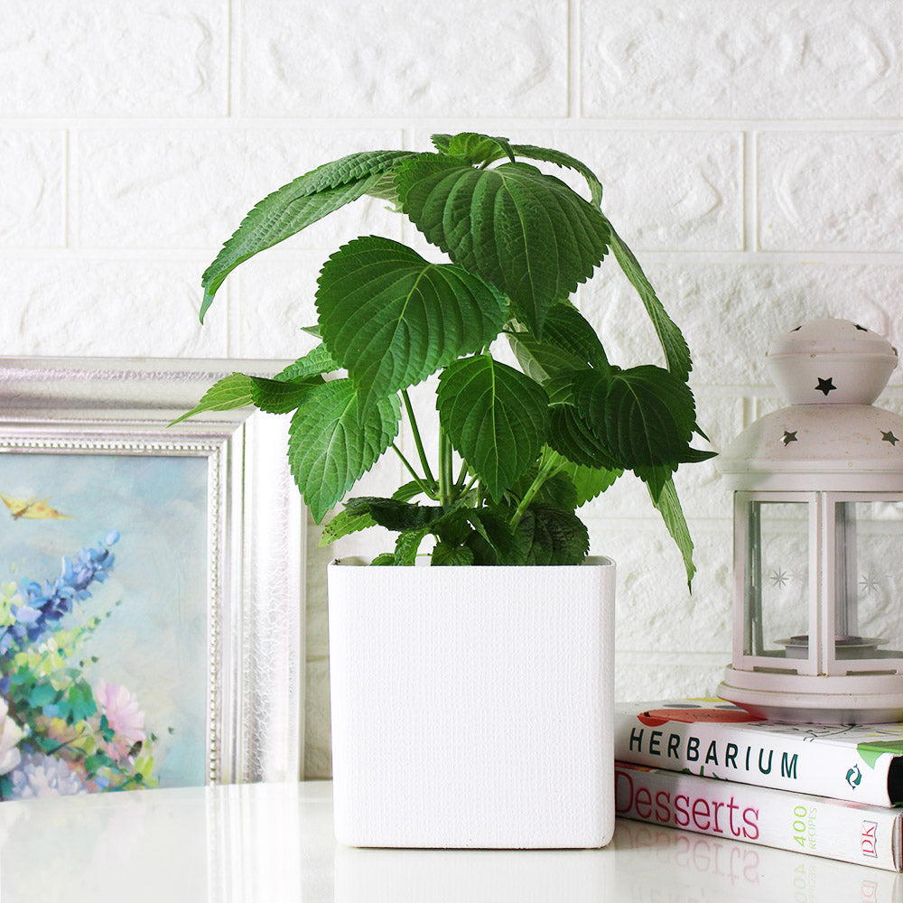 韓國芝麻葉|韓國紫蘇|韓國大葉紫蘇|陽光植物