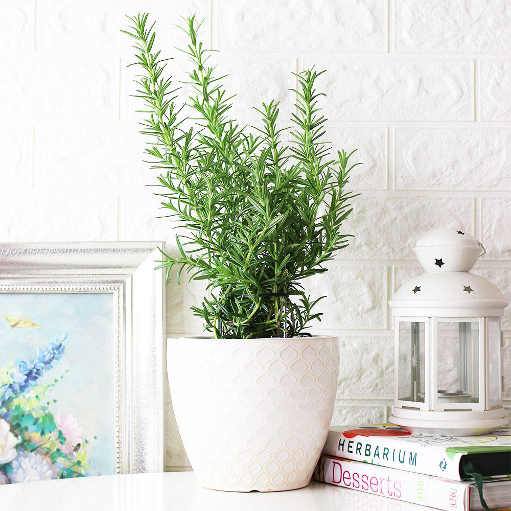 寬葉迷迭香 | 氣味強烈的品種 | 陽光植物