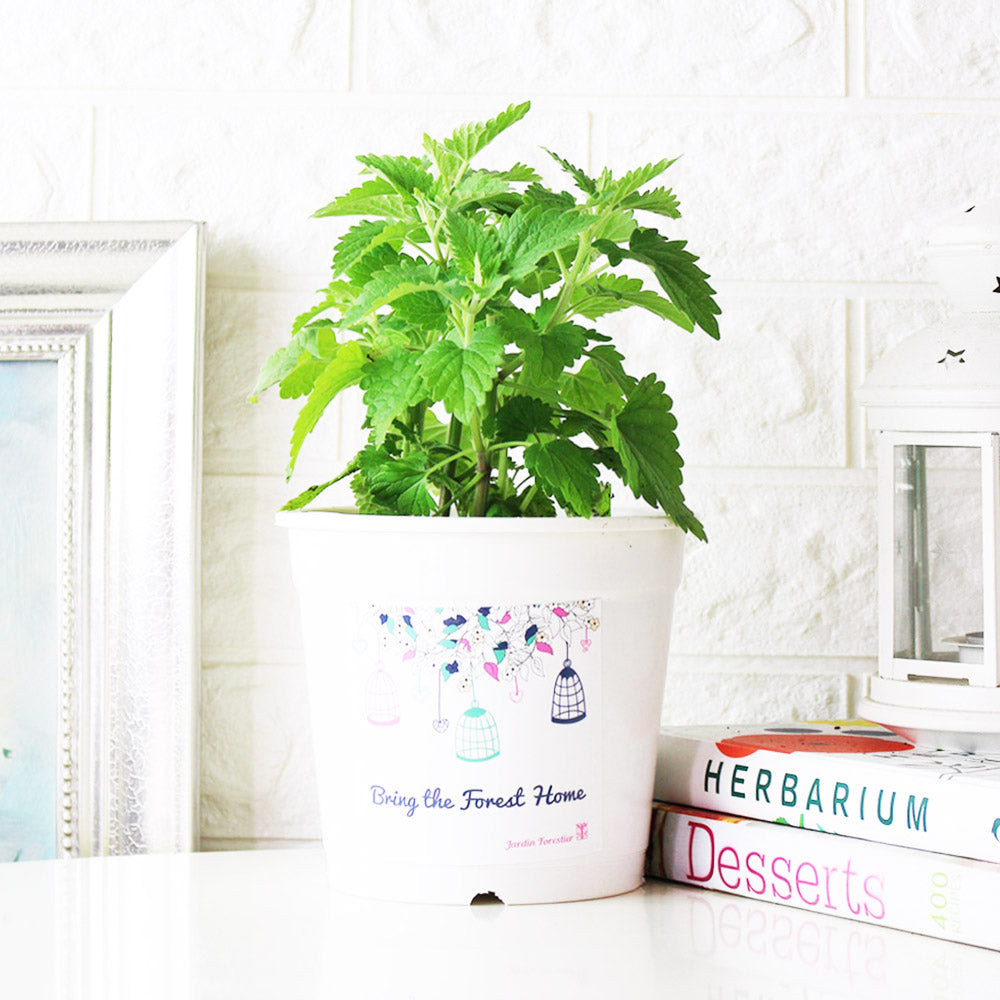 白花貓薄荷盆栽|白花貓荊芥|貓咪最愛|花和葉都可泡茶|食用花|陽光植物