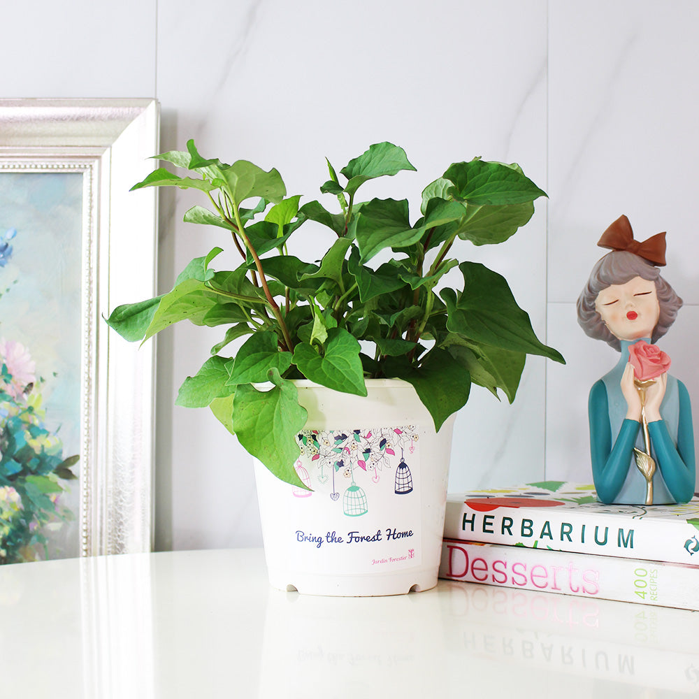 魚腥草 | 折耳根 | 搭配雞湯 | 陽光植物