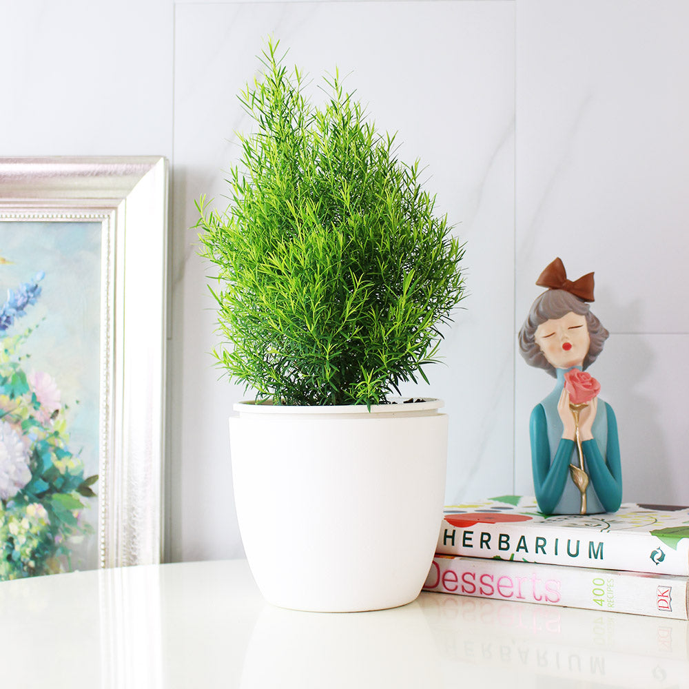 澳洲茶樹 | 天然沙威隆的味道 | 用手搓葉片就有香氣|陽光植物