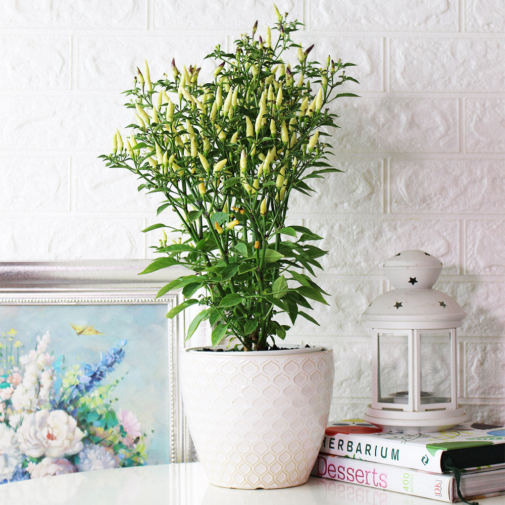 小槍辣椒 | 香氣很棒的辣椒 | 黃色、紅色的果實都可以食用 | 陽光植物