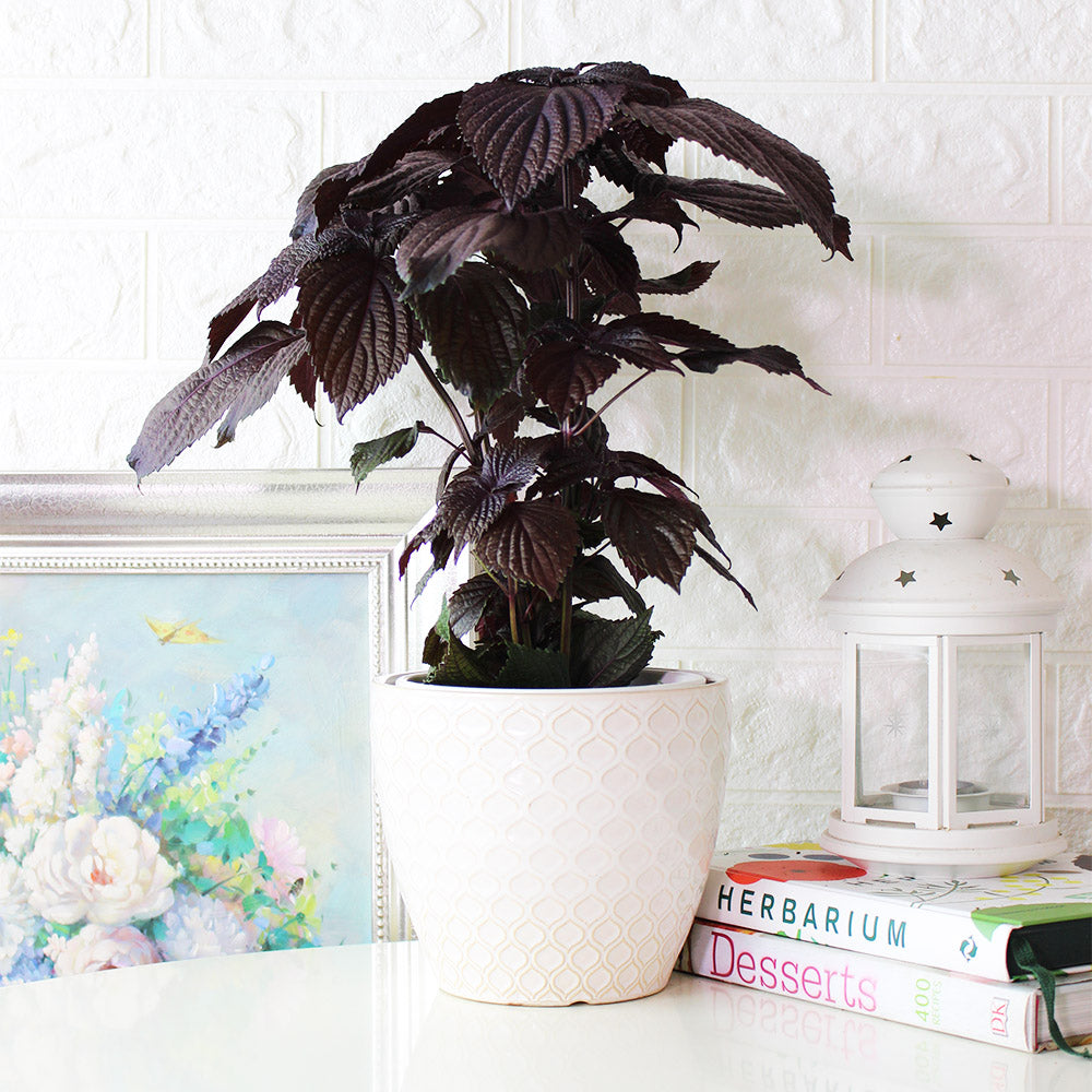 紫蘇 | 紫舒 | 耐強曬 | 陽光植物