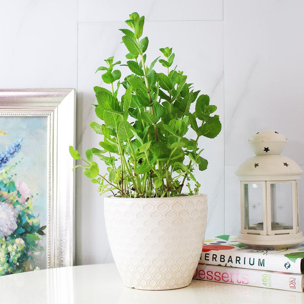 蘋果薄荷 | 青蘋果的香氣 | 泡茶 | 飲料 | 土耕 | 陽光植物