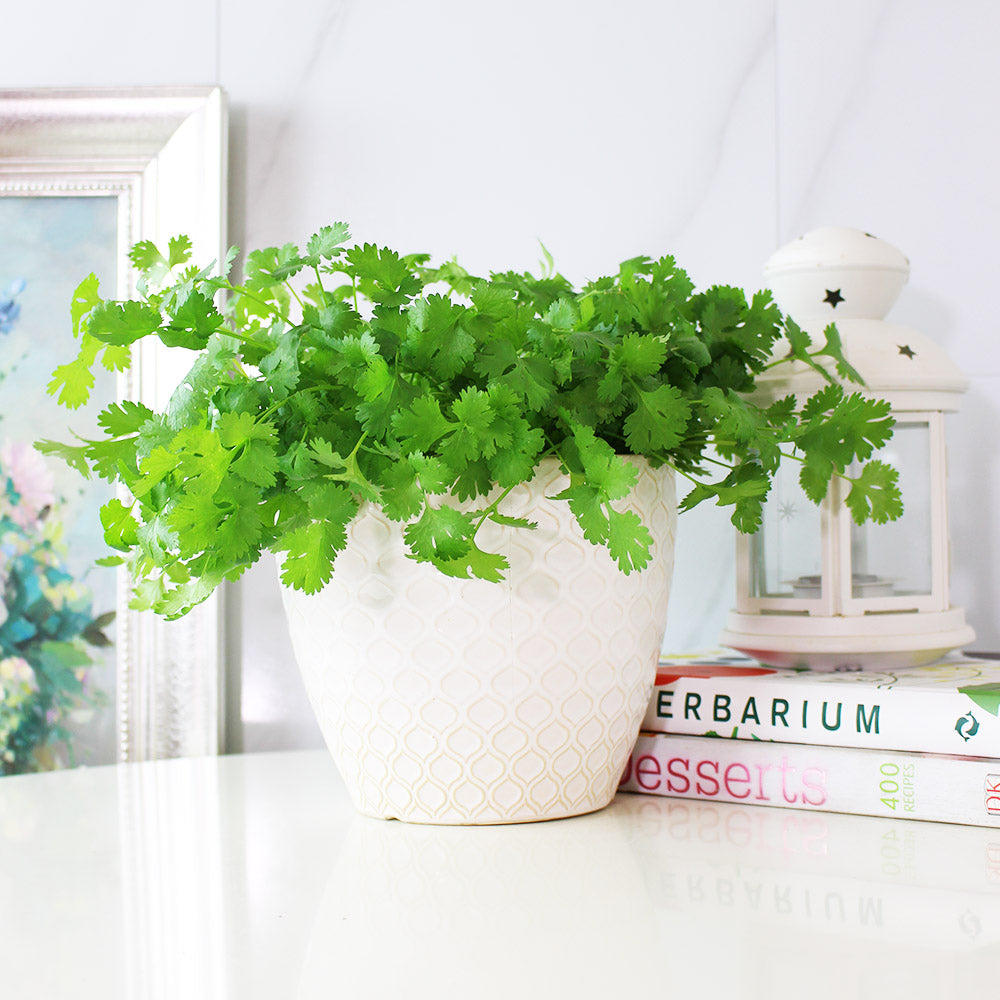 台灣香菜 | 富含維生素K和抗氧化劑,可抑制自由基 | 食用花 | 陽光植物