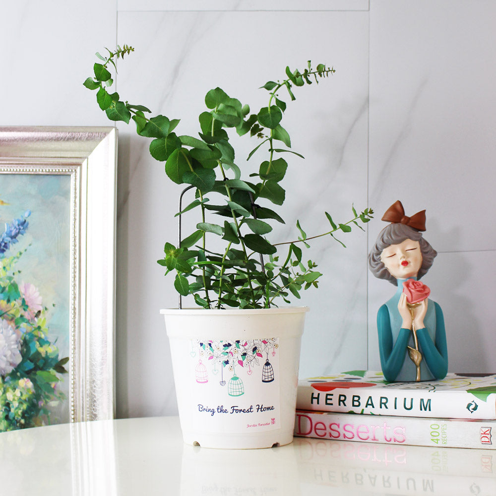 蘋果桉 | 尤加利的香氣 | 蘋果尤加利 | 陽光植物