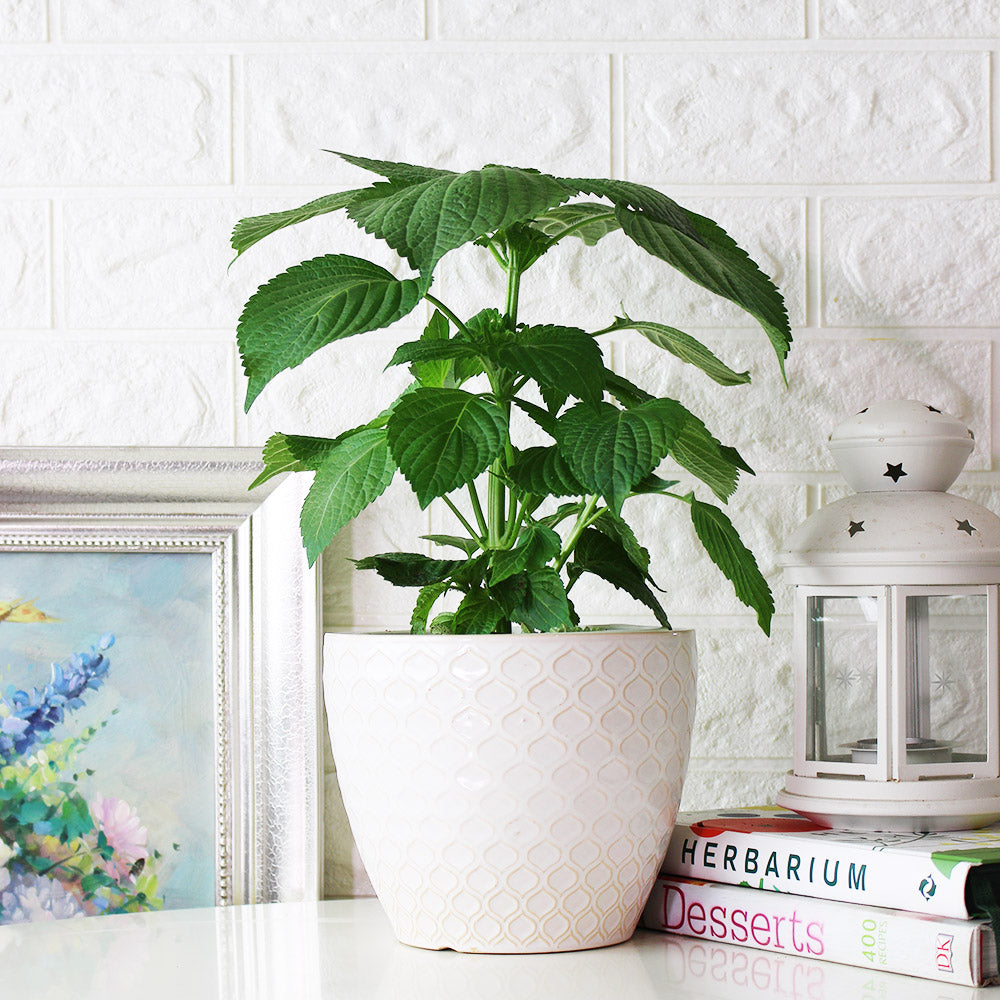 韓國芝麻葉|韓國紫蘇|韓國大葉紫蘇|陽光植物