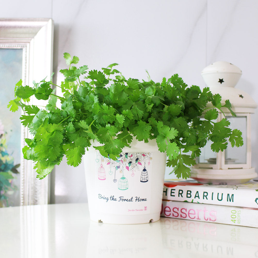 台灣香菜 | 富含維生素K和抗氧化劑,可抑制自由基 | 食用花 | 陽光植物