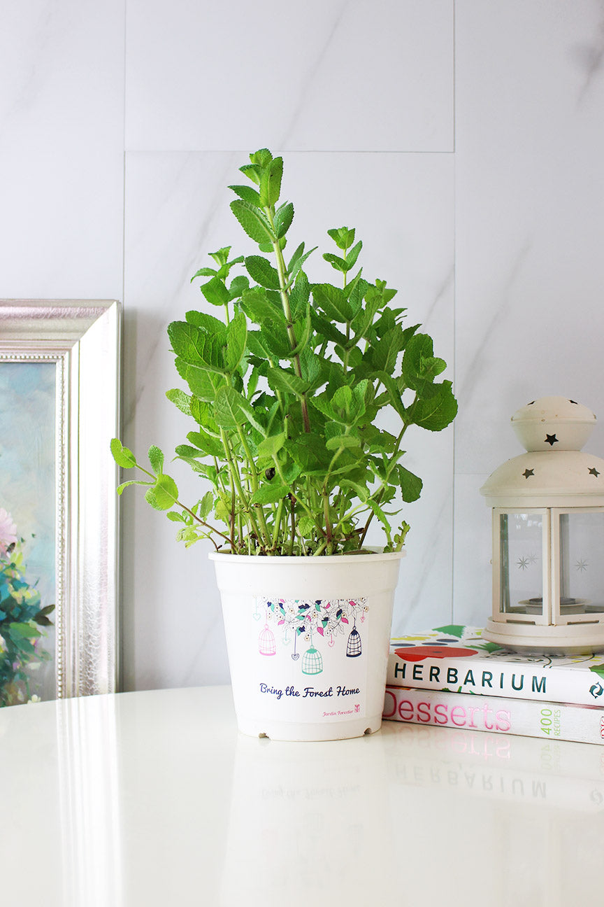 蘋果薄荷 | 青蘋果的香氣 | 泡茶 | 飲料 | 土耕 | 陽光植物