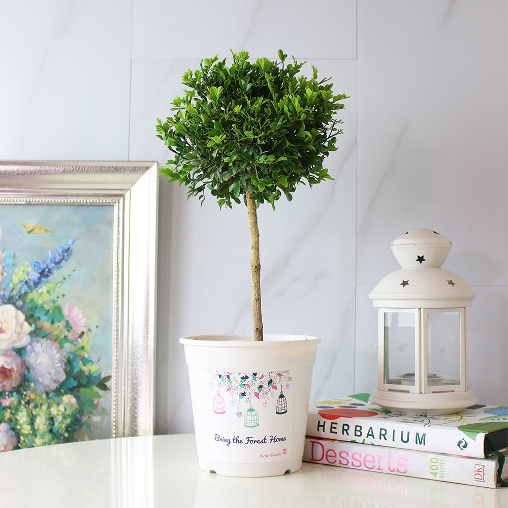 七里香盆栽|陽光植物