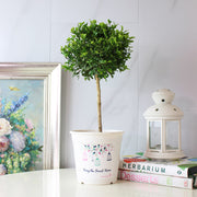 七里香盆栽|陽光植物