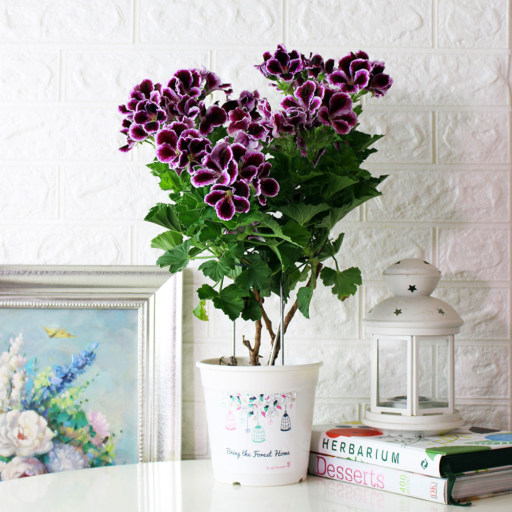 星光天竺葵 | 馬蹄紋天竺葵 | 食用花 | 已開花 | 花色隨機出貨 | 陽光植物