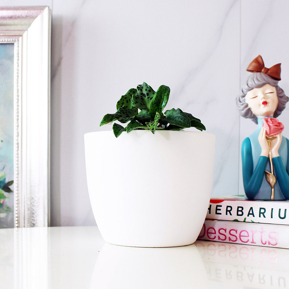 油點百合盆栽 | 花豹的耳朵 | 會開花且花會香 | 多肉植物