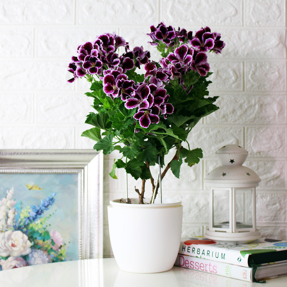 星光天竺葵 | 馬蹄紋天竺葵 | 食用花 | 已開花 | 花色隨機出貨 | 陽光植物