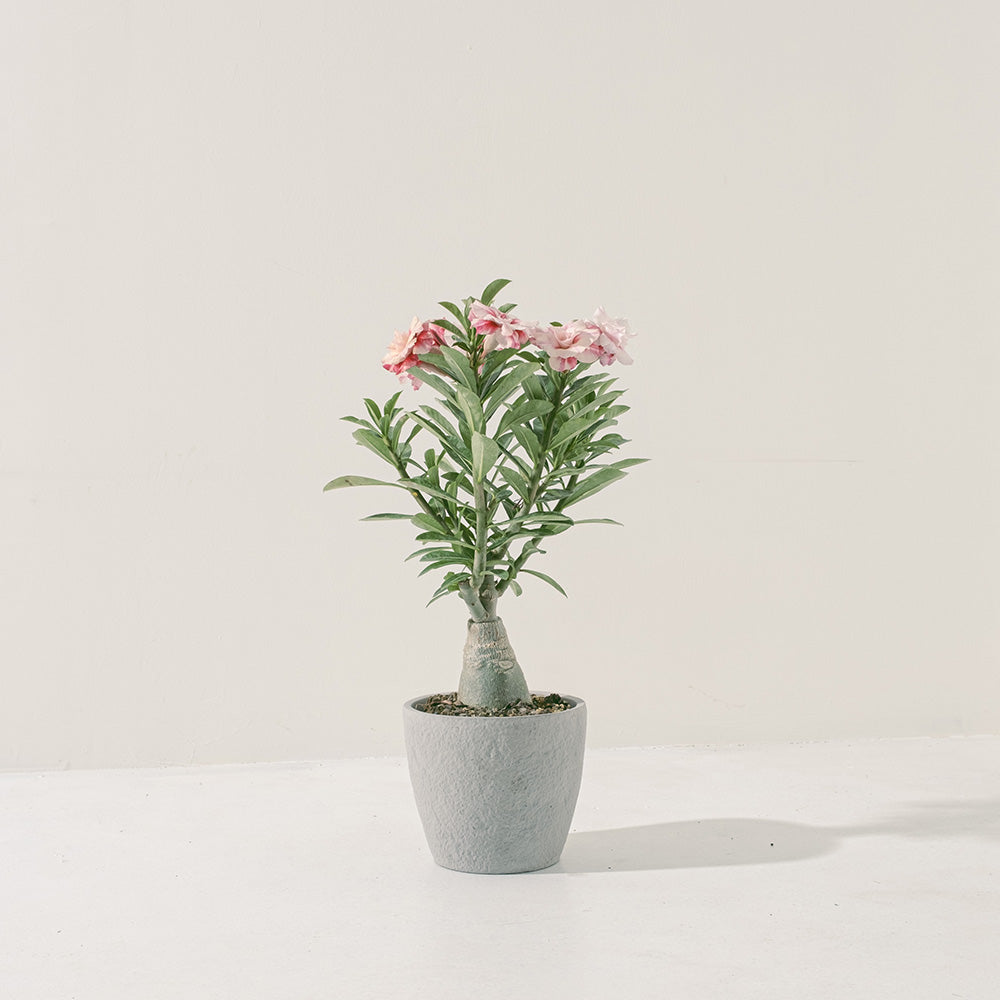 沙漠玫瑰 | 重瓣品種 | 聚財、旺財、招桃花 | 獨家稀有花色 | 森林有塊田