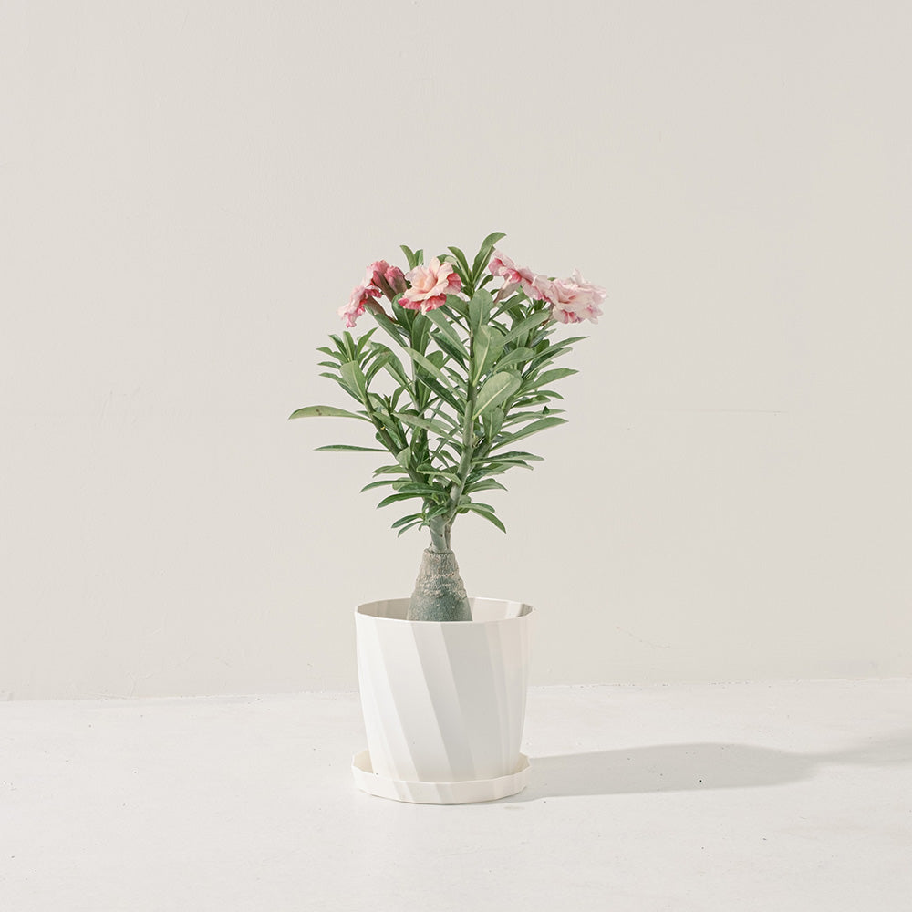 沙漠玫瑰 | 重瓣品種 | 聚財、旺財、招桃花 | 獨家稀有花色 | 森林有塊田