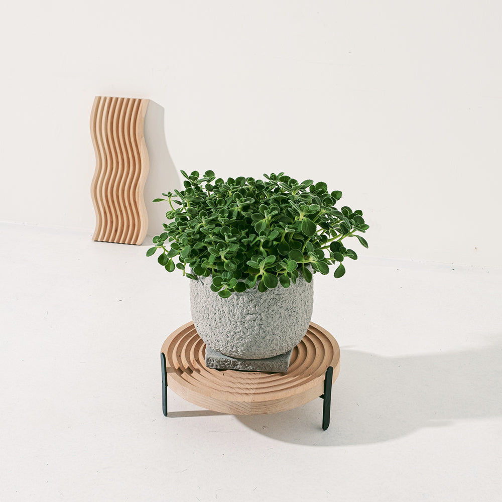 蘋果左手香|圓葉左手香|蘋果香氣|防蚊植物|小到手香 | 陽光植物