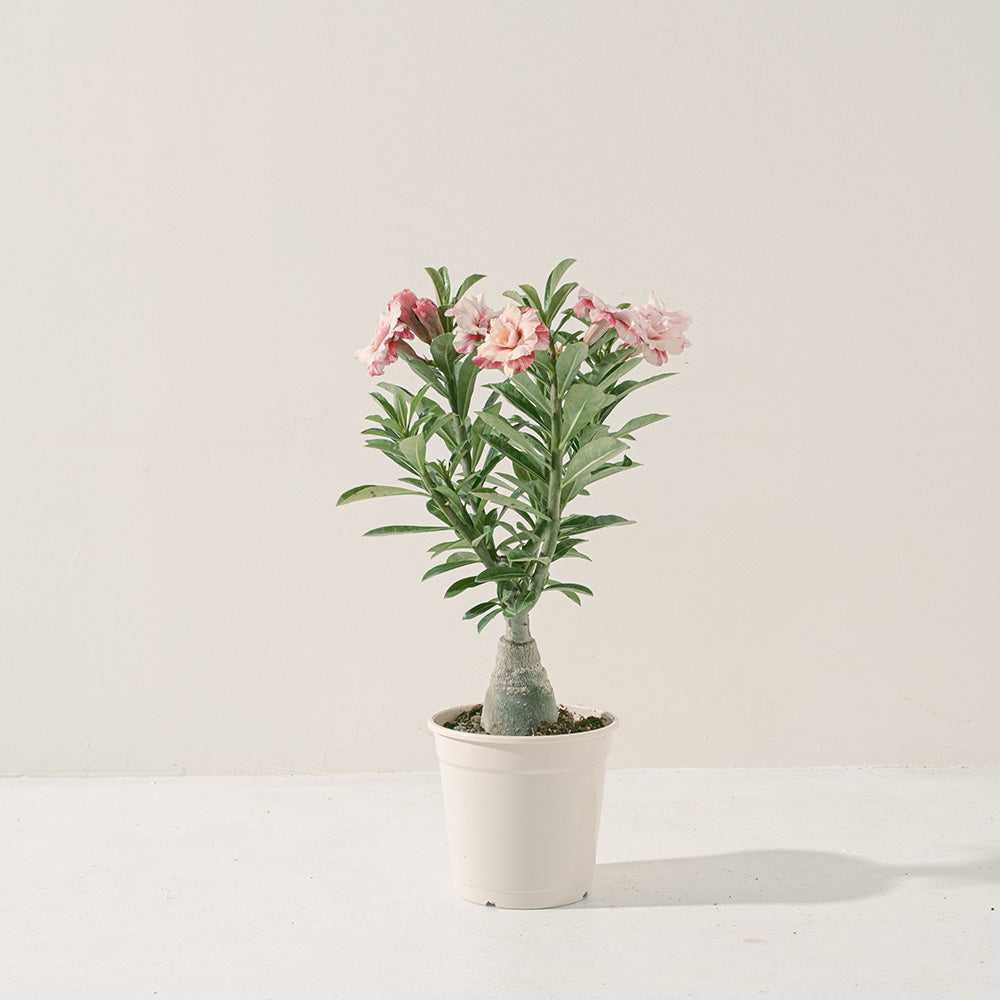 沙漠玫瑰 | 重瓣品種 | 聚財、旺財、招桃花 | 獨家稀有花色 | 森林有塊田