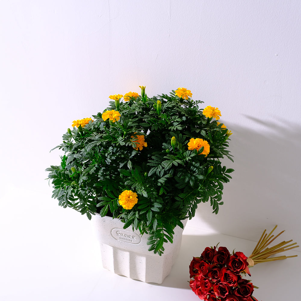 法國萬壽菊 | 少蟲害 | 天然防治 | 附肥料 | 食用花 | 綜合花色 | 陽光植物