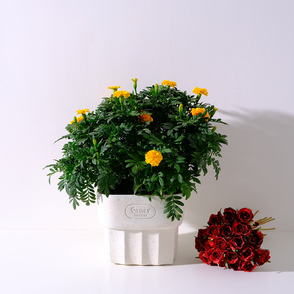 法國萬壽菊 | 少蟲害 | 天然防治 | 附肥料 | 食用花 | 綜合花色 | 陽光植物