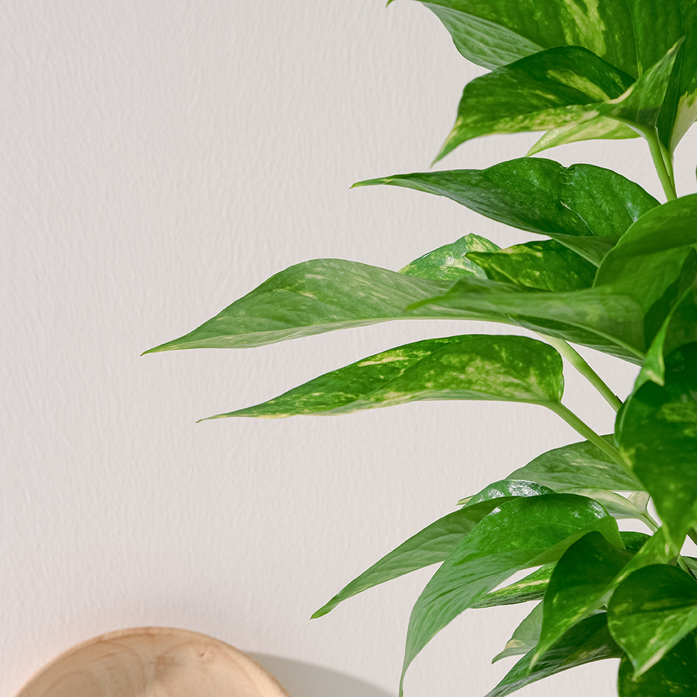 黃金葛盆栽 | 綠蘿 | 水耕|無土栽培 | 廁所OK | 室內植物