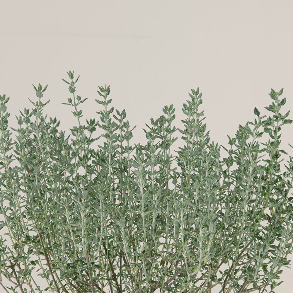 貓百里 | 貓苦草| 貓咪安全 | 發出呼嚕聲 | 陽光植物