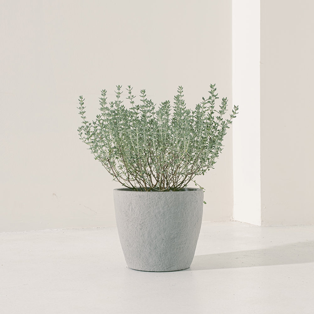 貓百里 | 貓苦草| 貓咪安全 | 發出呼嚕聲 | 陽光植物