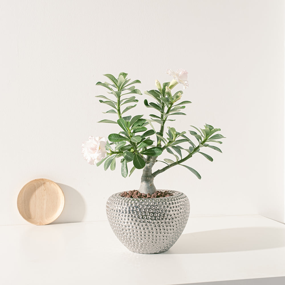 沙漠玫瑰 | 重瓣品種 | 聚財、旺財、招桃花 | 獨家稀有花色 | 森林有塊田