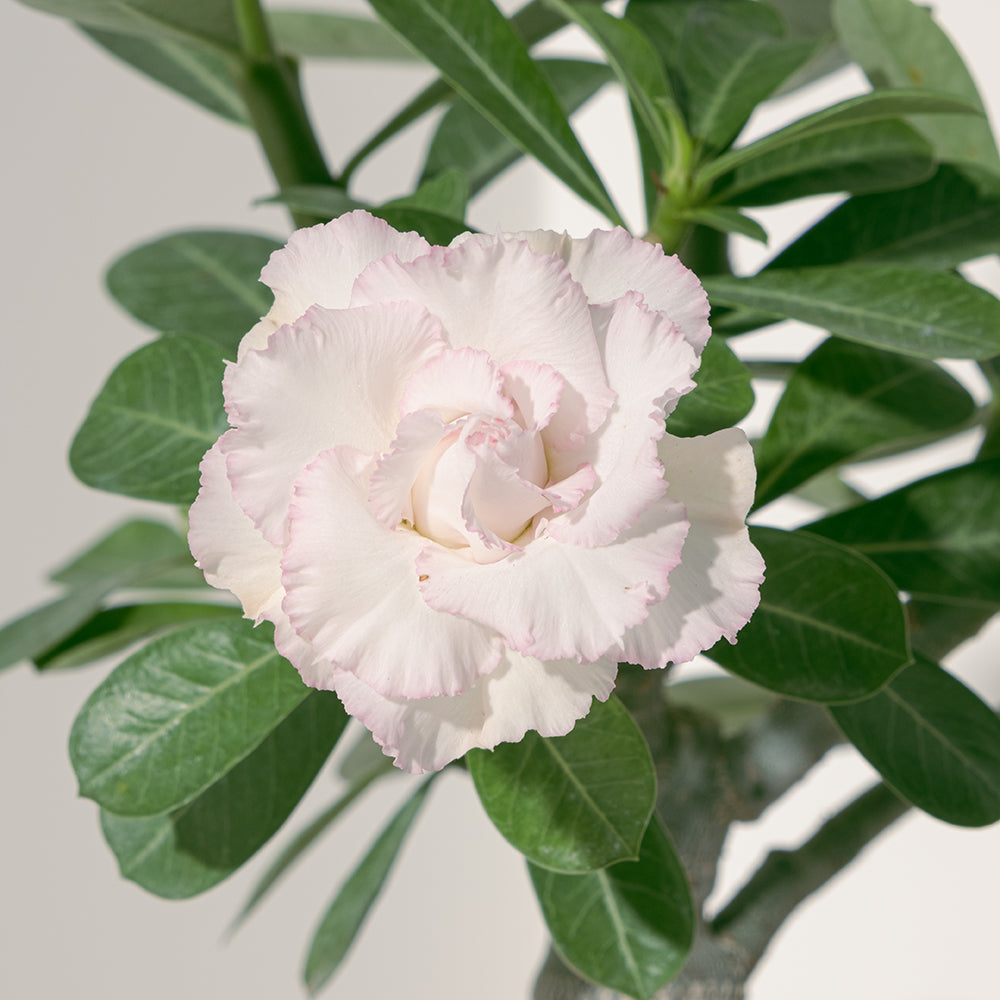 沙漠玫瑰 | 重瓣品種 | 聚財、旺財、招桃花 | 獨家稀有花色 | 森林有塊田